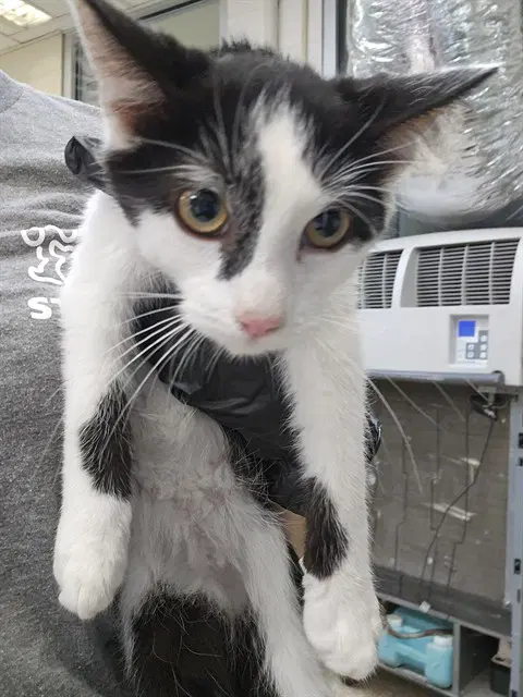 Woody - Domestic Short Hair