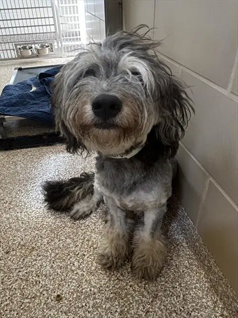 Mimir - Poodle (Miniature)