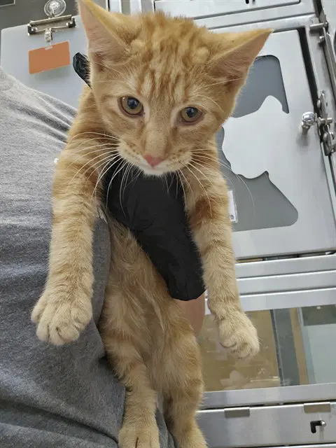 Buzz - Domestic Short Hair