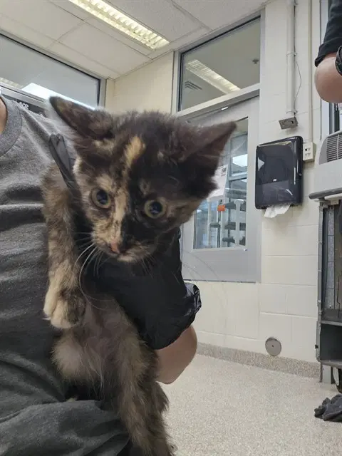Jessie - Domestic Short Hair