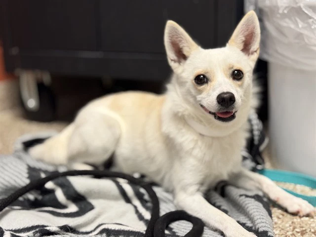 Bonita