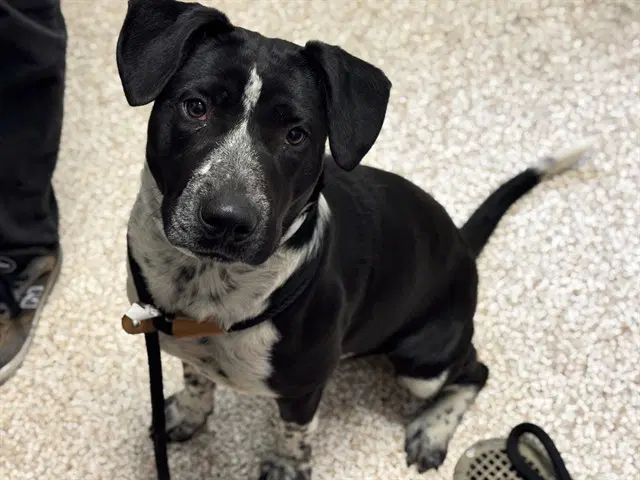 Bonnie - Australian Cattle Dog/Blue Heeler