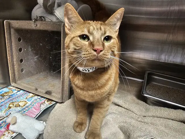 Koda - Domestic Short Hair