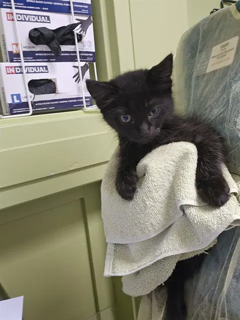 Cheddar - Domestic Short Hair