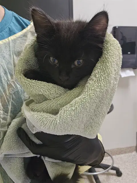 Pepper Jack - Domestic Short Hair