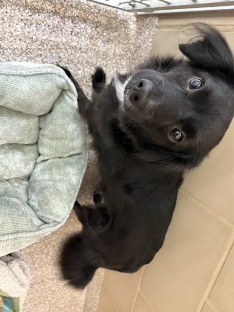 Poe - Chihuahua