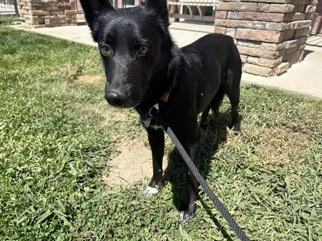 Spidey - Australian Cattle Dog/Blue Heeler