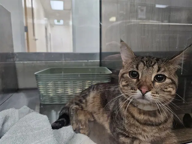 Mountain - Domestic Short Hair