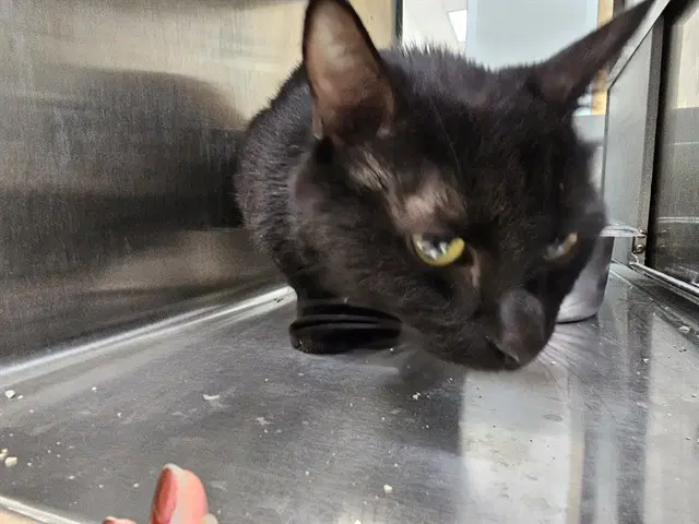 Sprite - Domestic Short Hair