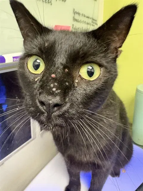 Scooter - Domestic Short Hair