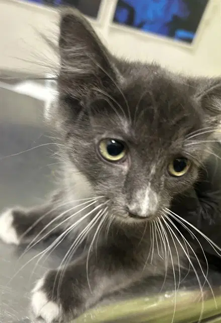 Kusoko - Domestic Short Hair