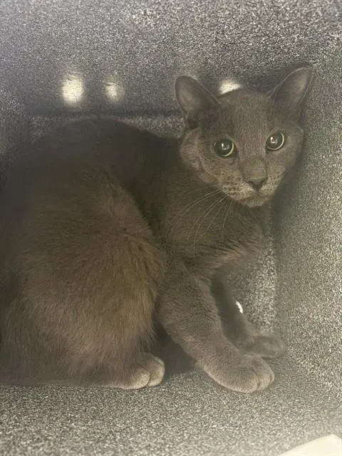 Firebird In The Barn - Domestic Short Hair