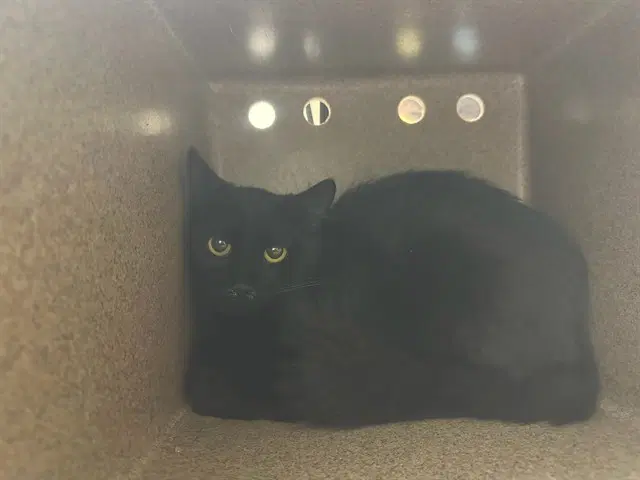 Chevelle In The Barn - Domestic Short Hair