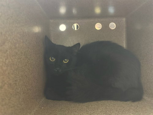 picture of the cat needing adoption