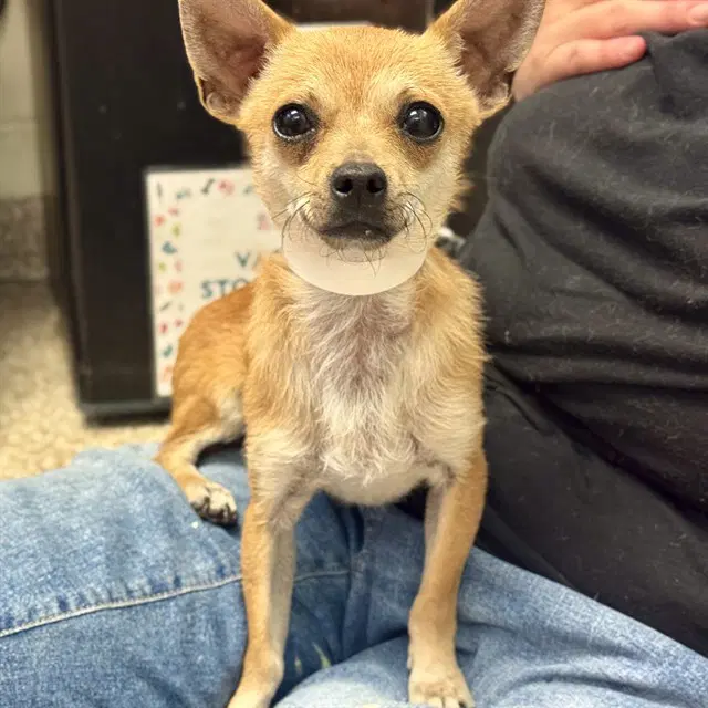 Scooter - Chihuahua