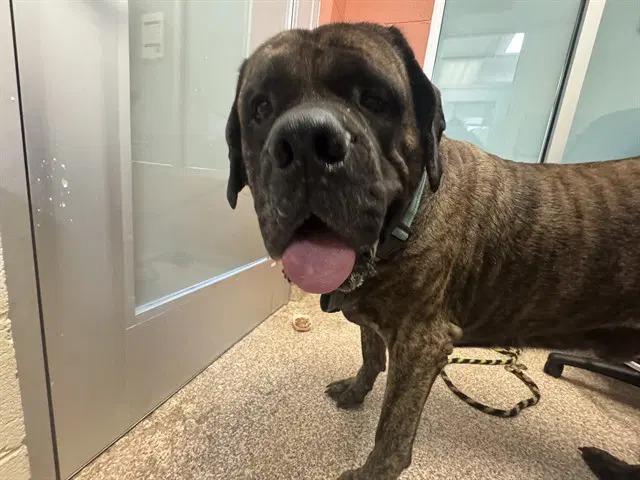 Gus - Mastiff