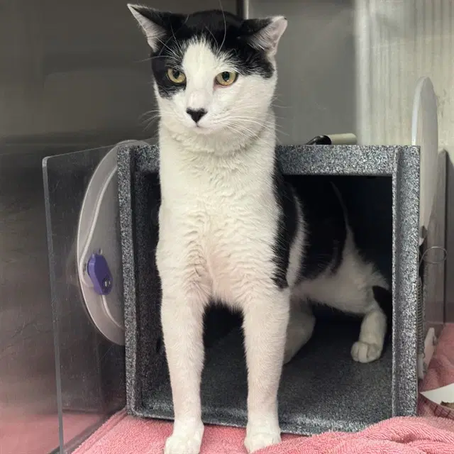 Snoop Dog - Domestic Short Hair