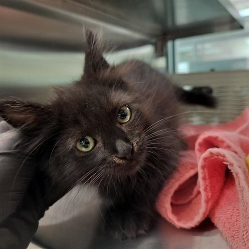 picture of the cat needing adoption