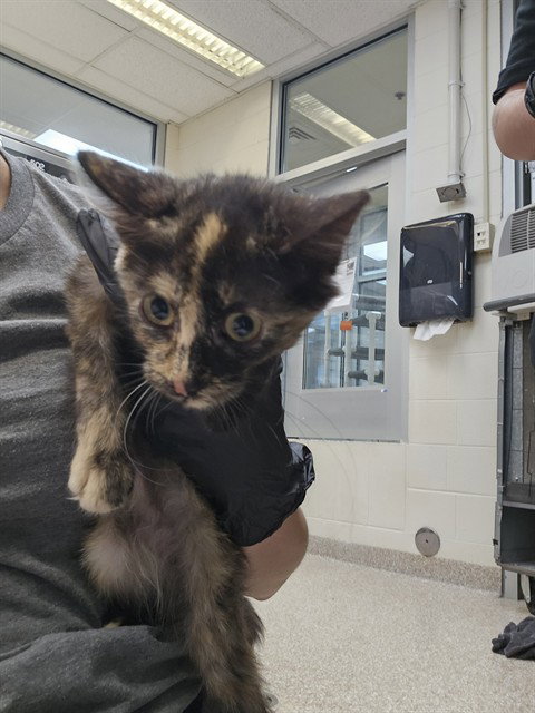 picture of the cat needing adoption
