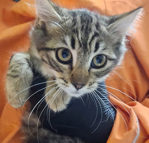 picture of the cat needing adoption