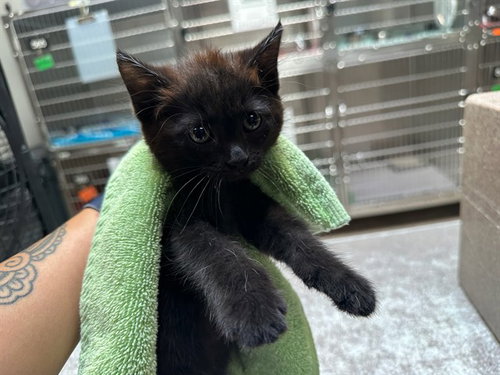 picture of the cat needing adoption