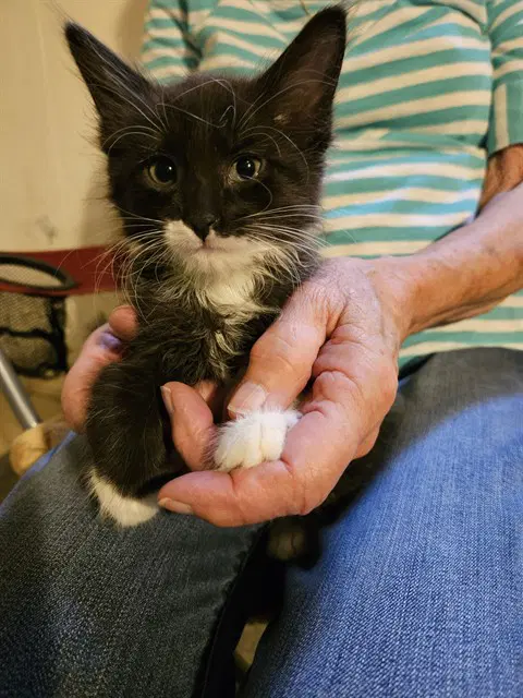 Rogue - Domestic Short Hair