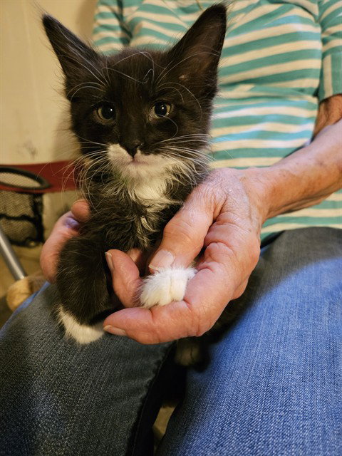 picture of the cat needing adoption