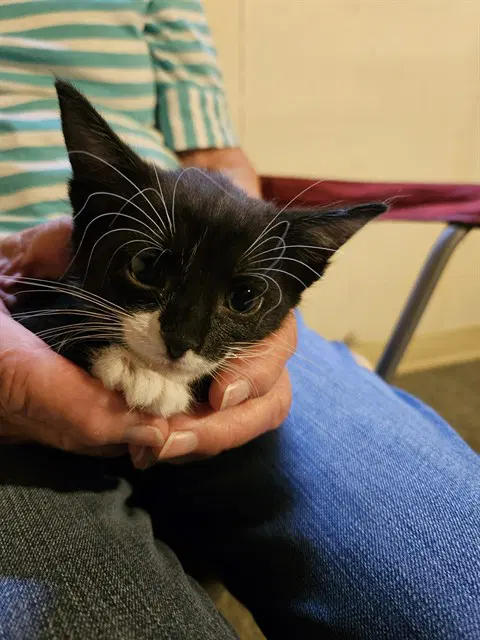 Shadow - Domestic Short Hair