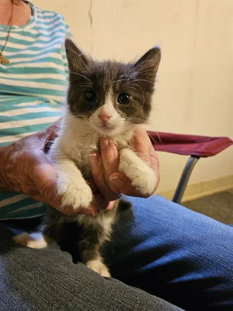 Scout - Domestic Short Hair