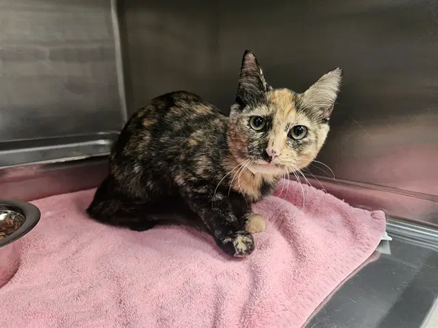Clair - Domestic Short Hair