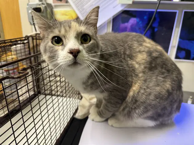 Cutie - Domestic Short Hair