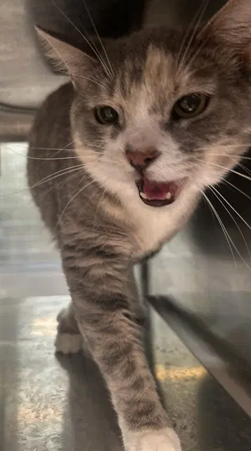 Cutie - Domestic Short Hair