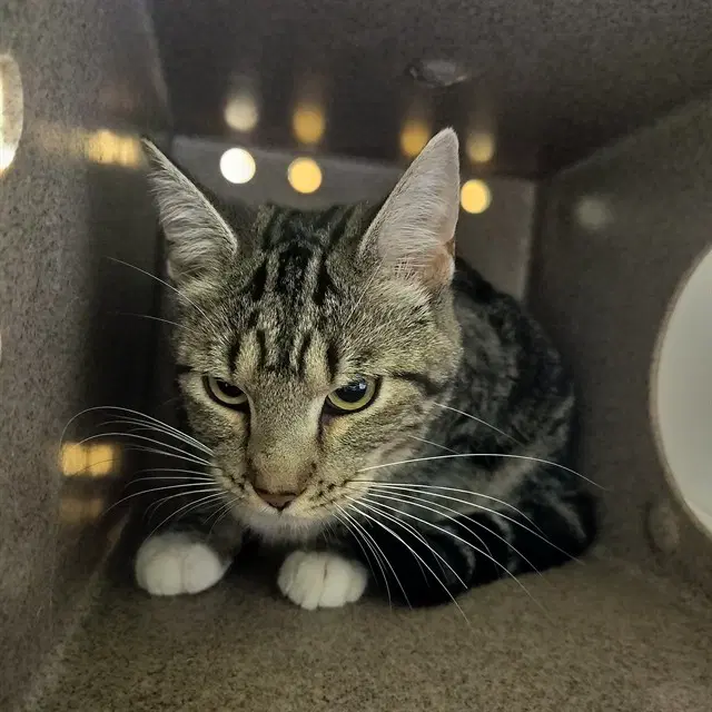 Scotch Egg - Domestic Short Hair