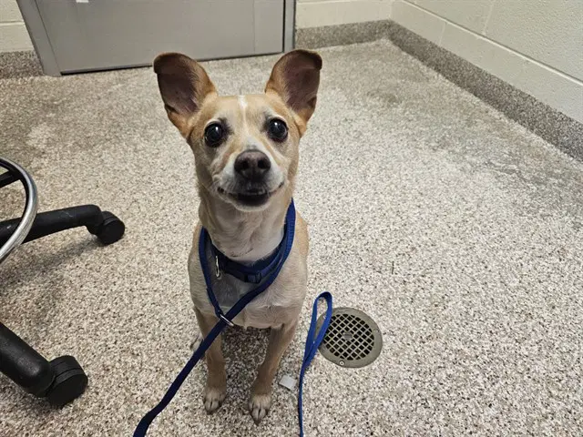 Beau - Chihuahua