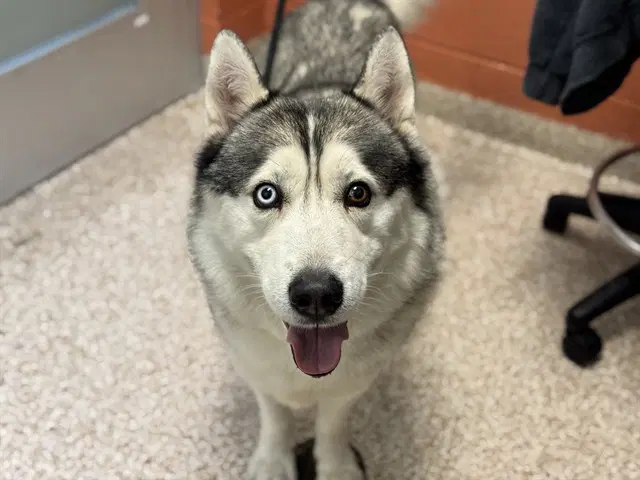 Hutch - Siberian Husky