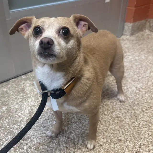 Khalesi - Chihuahua