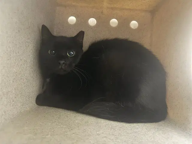 Felix In The Barn - Domestic Short Hair