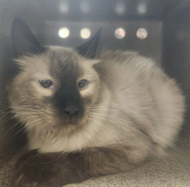 Vw Bus In The Barn - Domestic Short Hair