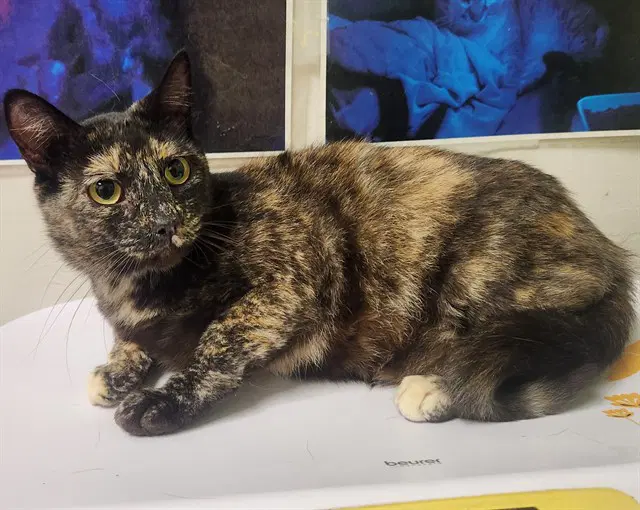 Echidna - Domestic Short Hair