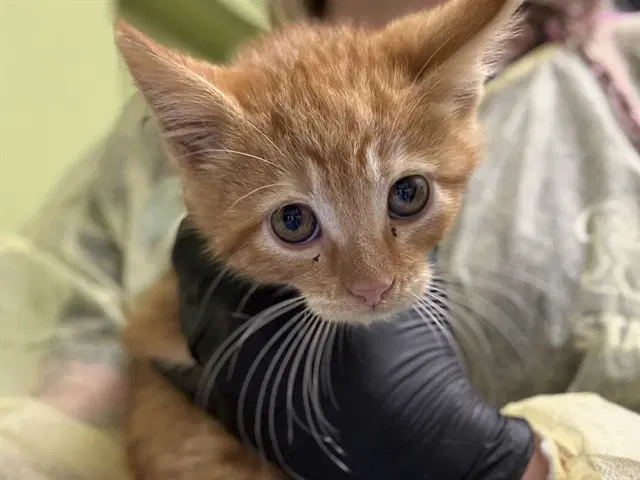 Gordon - Domestic Short Hair