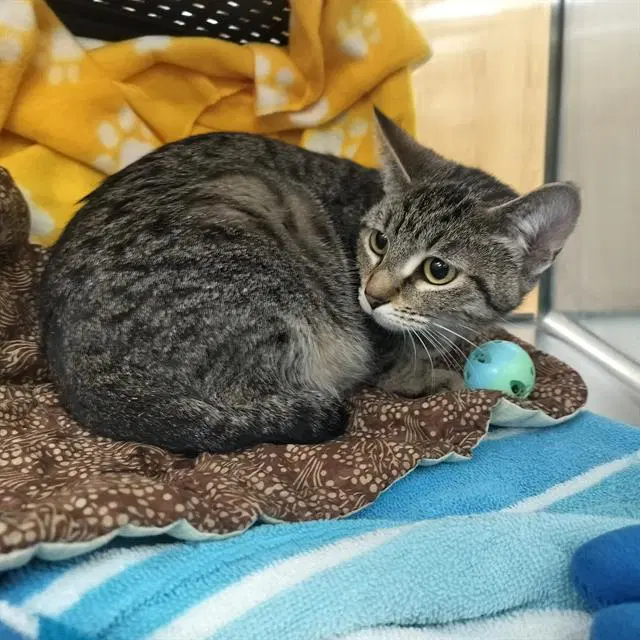Harmony - Domestic Short Hair