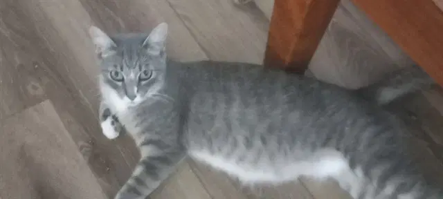 Sydney - Domestic Short Hair