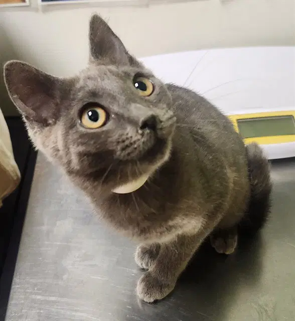 Chimera - Domestic Short Hair