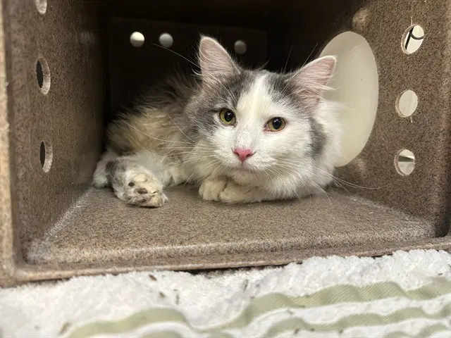 Rainier - Domestic Long Hair