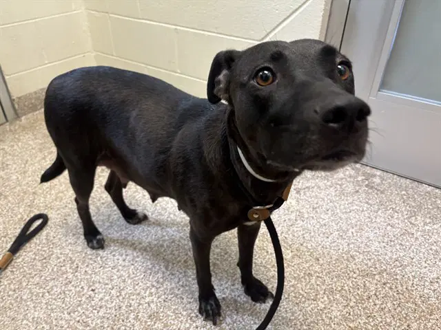 Princess - Pit Bull Terrier