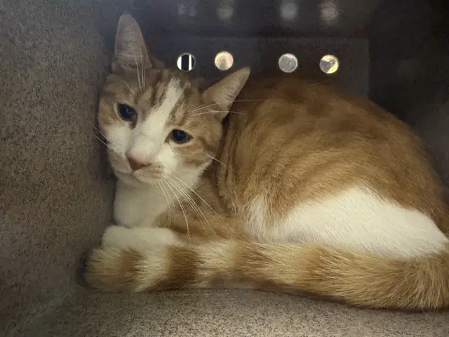 Tupac - Domestic Short Hair