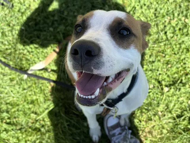 Argyle - Pit Bull Terrier