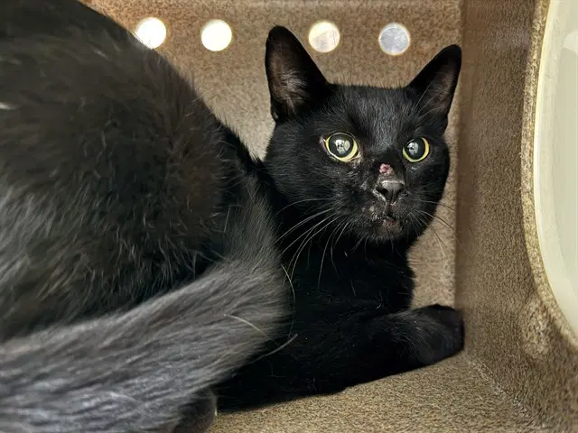 Oregano In The Barn - Domestic Short Hair