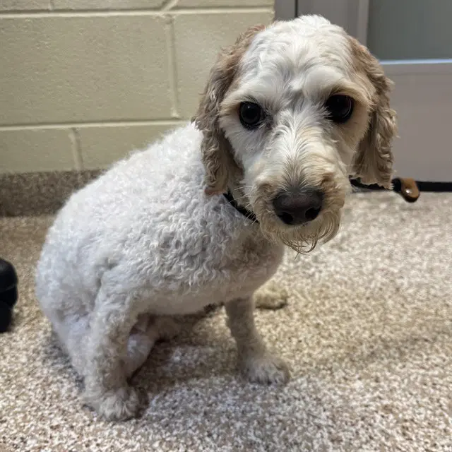 Skippy - Poodle (Miniature)