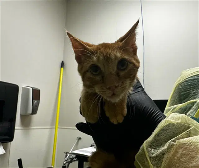 Franklin - Domestic Short Hair